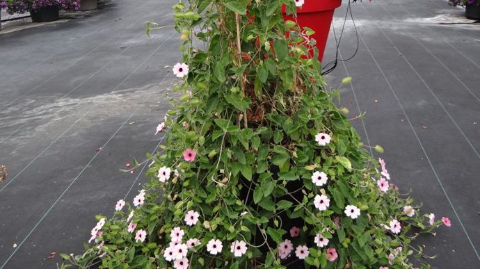 Thunbergia alata SUNNY SUSY® Rose Sensation. Remarqué pour son beau développement… et sa floraison au moment des portes ouvertes de juin… à l’Astredhor Sud-Ouest - Gie F&P, à Villenave-d’Ornon (33). 